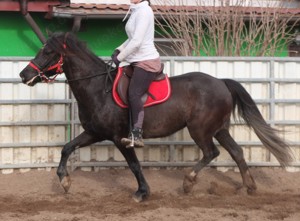 Warmblutstute "Marlena"!