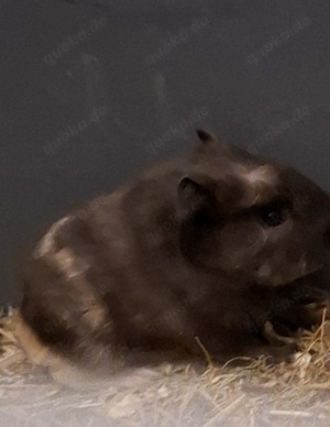Junge Meerschweinchen-Böcke suchen ein liebevolles Zuhause!