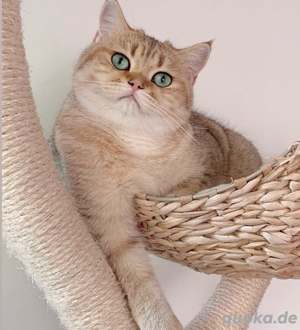 Deckkater erfahren mit Stammbaum golden Shaded mit blauen Augen Bild 8