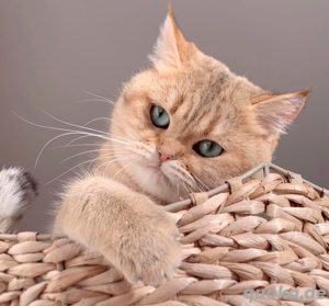 Deckkater erfahren mit Stammbaum golden Shaded mit blauen Augen Bild 6