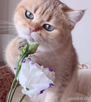 Deckkater erfahren mit Stammbaum golden Shaded mit blauen Augen