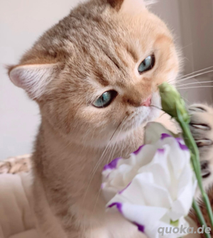 Deckkater erfahren mit Stammbaum golden Shaded mit blauen Augen Bild 7