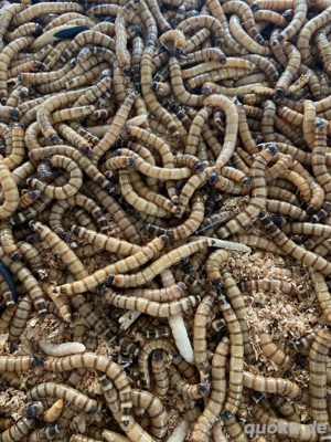 zophobas morio