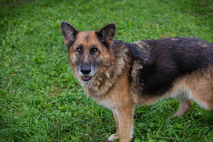 *LOIC* - ein freundlicher und verspielter älterer Herr, der die Nähe von Menschen liebt.