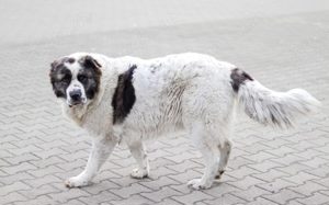 Punktnase Gracie sucht ein Sofa zum kuscheln.