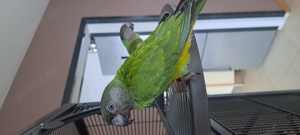 Mohrenkopfpapageien Pärchen zahm