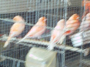 Kanarien Spezialzucht  Mosaik rot