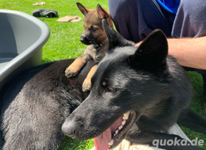 Schäferhundwelpen Leistungslinie