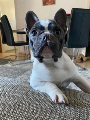 Französische Bulldogge DECkRüde