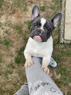 Französische Bulldogge DECkRüde Bild 2