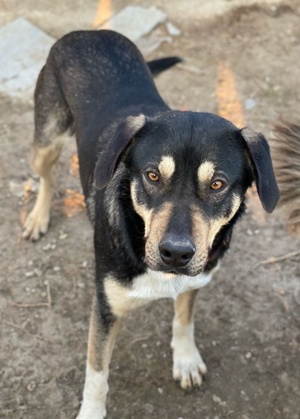 Bibi, geb. ca. 05 2023, lebt in GRIECHENLAND, im städt. Tierheim Serres Bild 8
