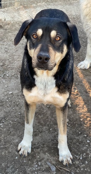 Bibi, geb. ca. 05 2023, lebt in GRIECHENLAND, im städt. Tierheim Serres Bild 5