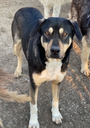 Bibi, geb. ca. 05 2023, lebt in GRIECHENLAND, im städt. Tierheim Serres Bild 7