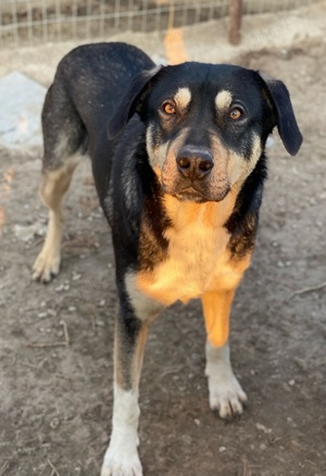 Bibi, geb. ca. 05 2023, lebt in GRIECHENLAND, im städt. Tierheim Serres Bild 2