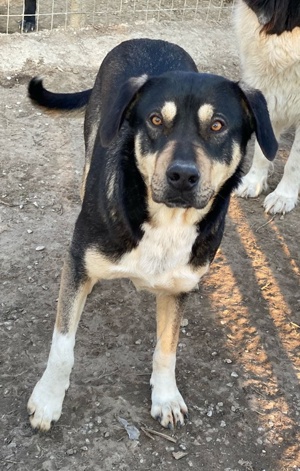 Bibi, geb. ca. 05 2023, lebt in GRIECHENLAND, im städt. Tierheim Serres Bild 9