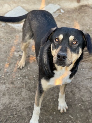 Bibi, geb. ca. 05 2023, lebt in GRIECHENLAND, im städt. Tierheim Serres Bild 3