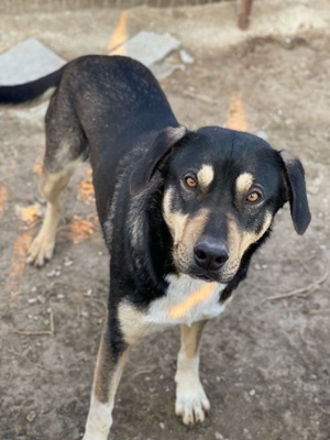 Bibi, geb. ca. 05 2023, lebt in GRIECHENLAND, im städt. Tierheim Serres Bild 6