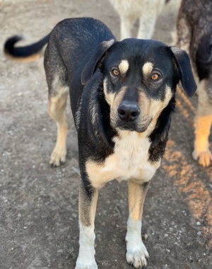 Bibi, geb. ca. 05 2023, lebt in GRIECHENLAND, im städt. Tierheim Serres Bild 10