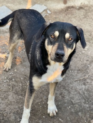 Bibi, geb. ca. 05 2023, lebt in GRIECHENLAND, im städt. Tierheim Serres Bild 4