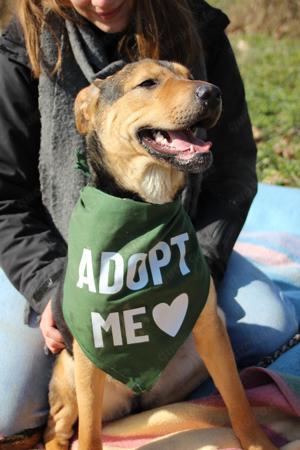 Clara , z.Zt. in Ungarn , ist ein absolut liebes freundliches Mädchen