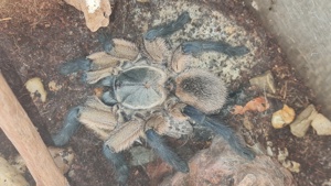 Vogelspinne zum Verkaufen
