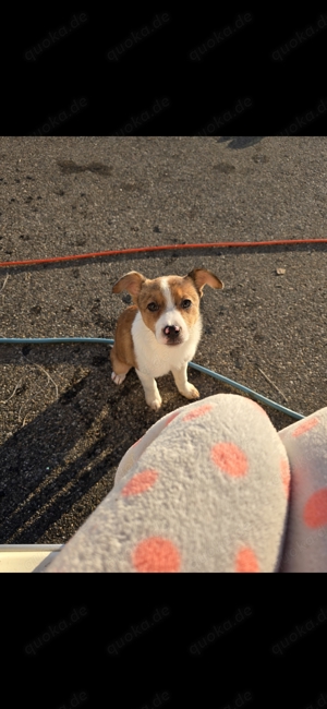 Hunde welpen Hündin Mischling 