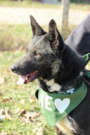 Pötyi, z.Zt. in Ungarn, zarte Seele sucht Körbchen Bild 5