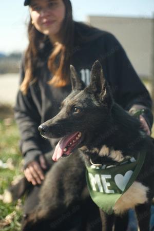 Pötyi, z.Zt. in Ungarn, zarte Seele sucht Körbchen Bild 6