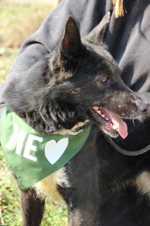 Pötyi, z.Zt. in Ungarn, zarte Seele sucht Körbchen Bild 8