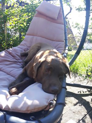 Deckrüde brauner Labrador 