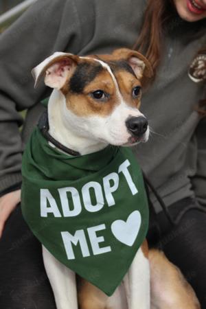 Lea, z.Zt. in Ungarn, sucht freies Körbchen