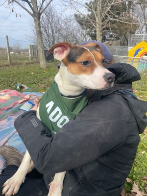 Lea, z.Zt. in Ungarn, sucht freies Körbchen Bild 6