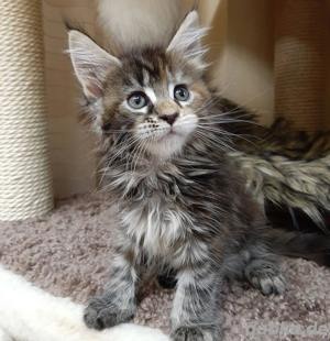 Flauschige Maine-Coon-Kätzchen Begleiter Kontakt über WhatsApp= 4  9  15213434302 