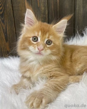 Verspielte Maine-Coon-Kätzchen Schönheiten Kontakt über WhatsApp= 4  9  15213434302 
