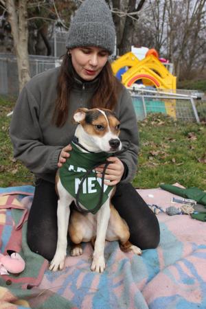 Lea, z.Zt. in Ungarn, sucht freies Körbchen Bild 7