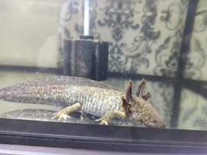 Axolotl Jungtier aus Mosaik Verpaarung