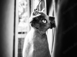 Canadian Sphynx 4 Jahre männlich