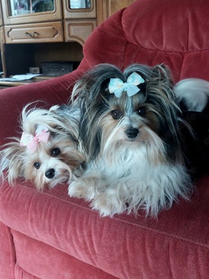 Biewer Yorkshire Terrier Deckrüde  Bild 8