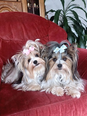 Biewer Yorkshire Terrier Deckrüde  Bild 10