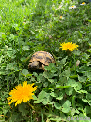 THB Griechische Landschildkröten NZ 2024