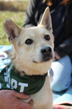 Gloria, z.Zt. in Ungarn, wartet auf Streicheleinheiten