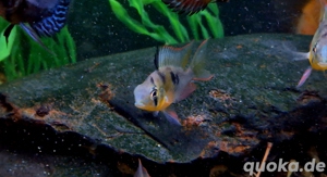 Bolivianische Schmetterlingsbuntbarsche Mikrogeophagus altispinosa  Bild 3