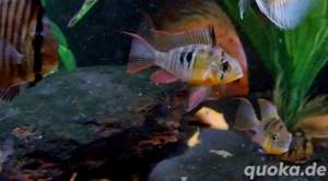 Bolivianische Schmetterlingsbuntbarsche Mikrogeophagus altispinosa 