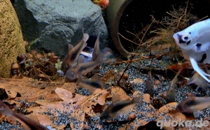 Metallpanzerwels Osteogaster aeneus Bild 2