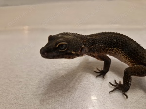 Leopardgecko 0.1 Adult Black Night pure