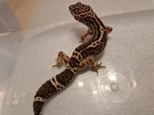 Leopardgecko Adult 0.1 Black Night 