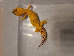 Leopardgecko Adult 0.1 Tangerine Tremper