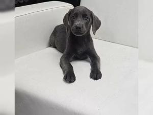 reinrassige, Labradorwelpen Bild 3
