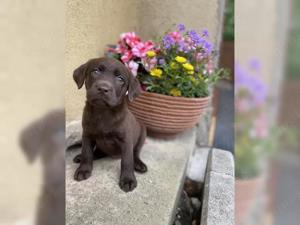 reinrassige, Labradorwelpen Bild 4