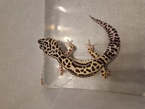 Leopardgecko 0.1 Adult MS Boldstripe Tremper
